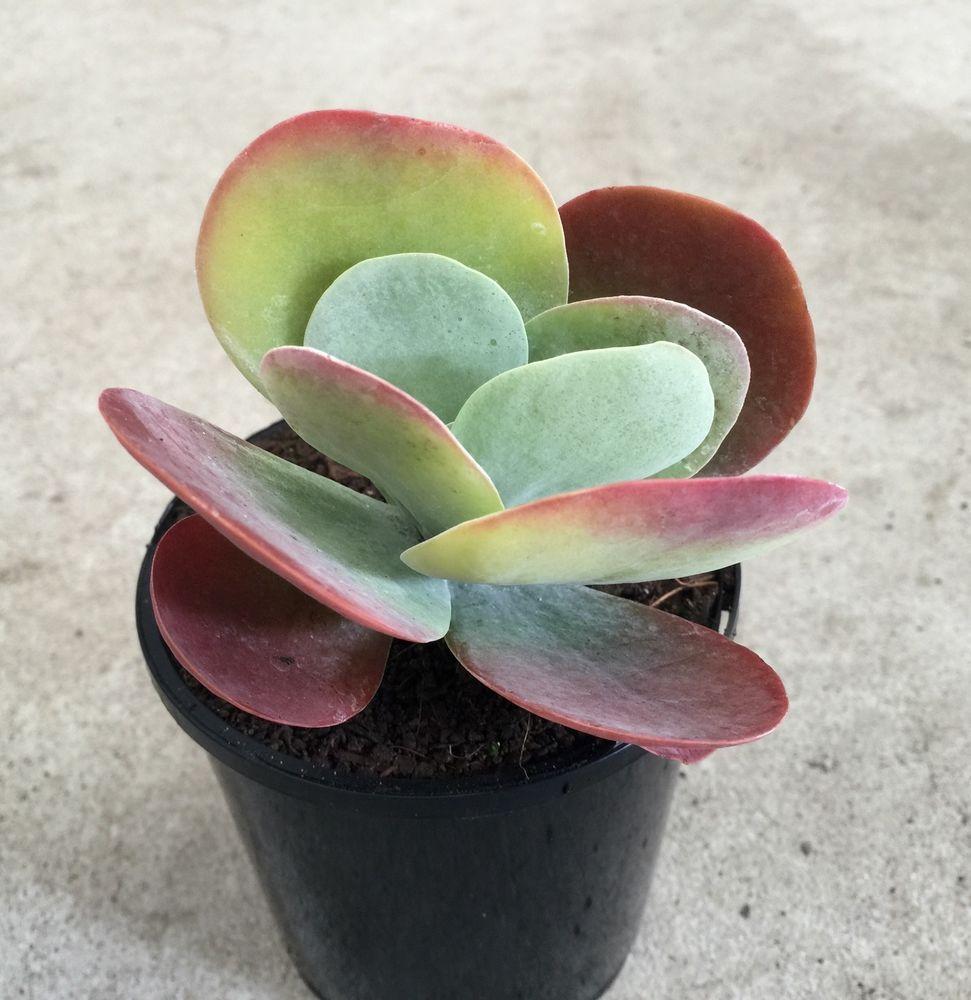 Kalanchoe Thyrsiflora Flap Jack - View 13 from www redcrocus com