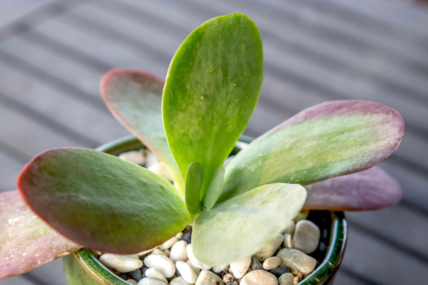 Kalanchoe Thyrsiflora Flap Jack - View 14 from www redcrocus com