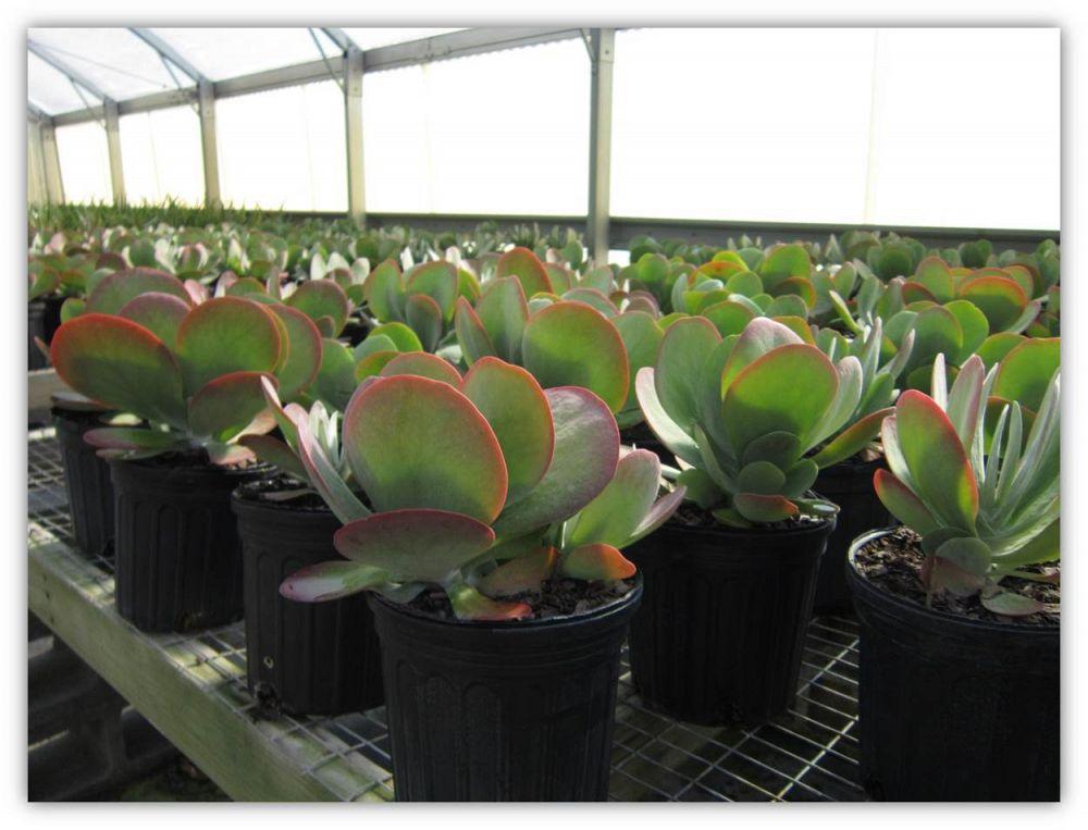 Kalanchoe Thyrsiflora Flap Jack - View 16 from www redcrocus com