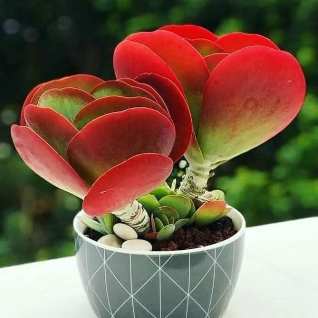 Kalanchoe Thyrsiflora Flap Jack - View 17 from www redcrocus com