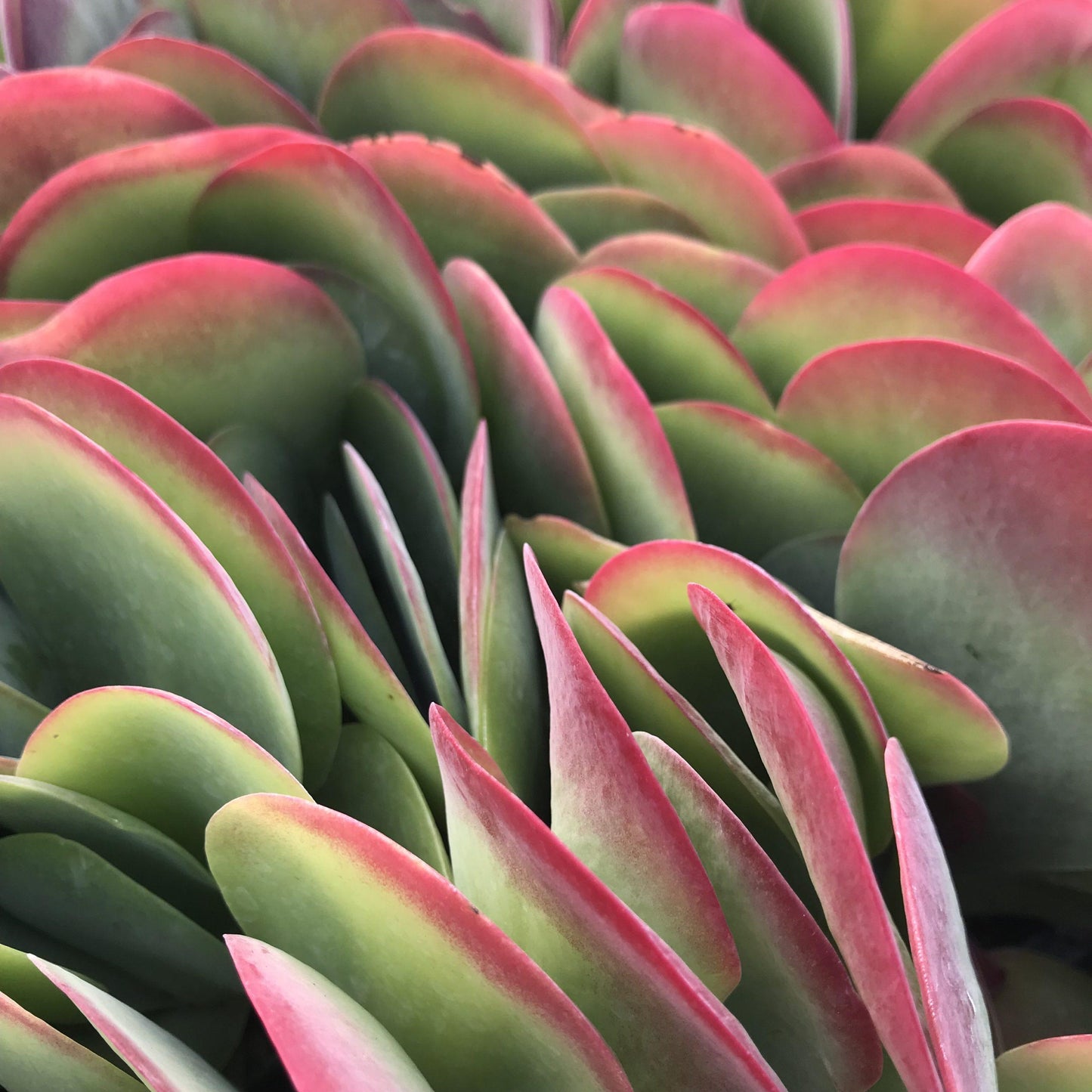 Kalanchoe Thyrsiflora Flap Jack - View 2 from www redcrocus com