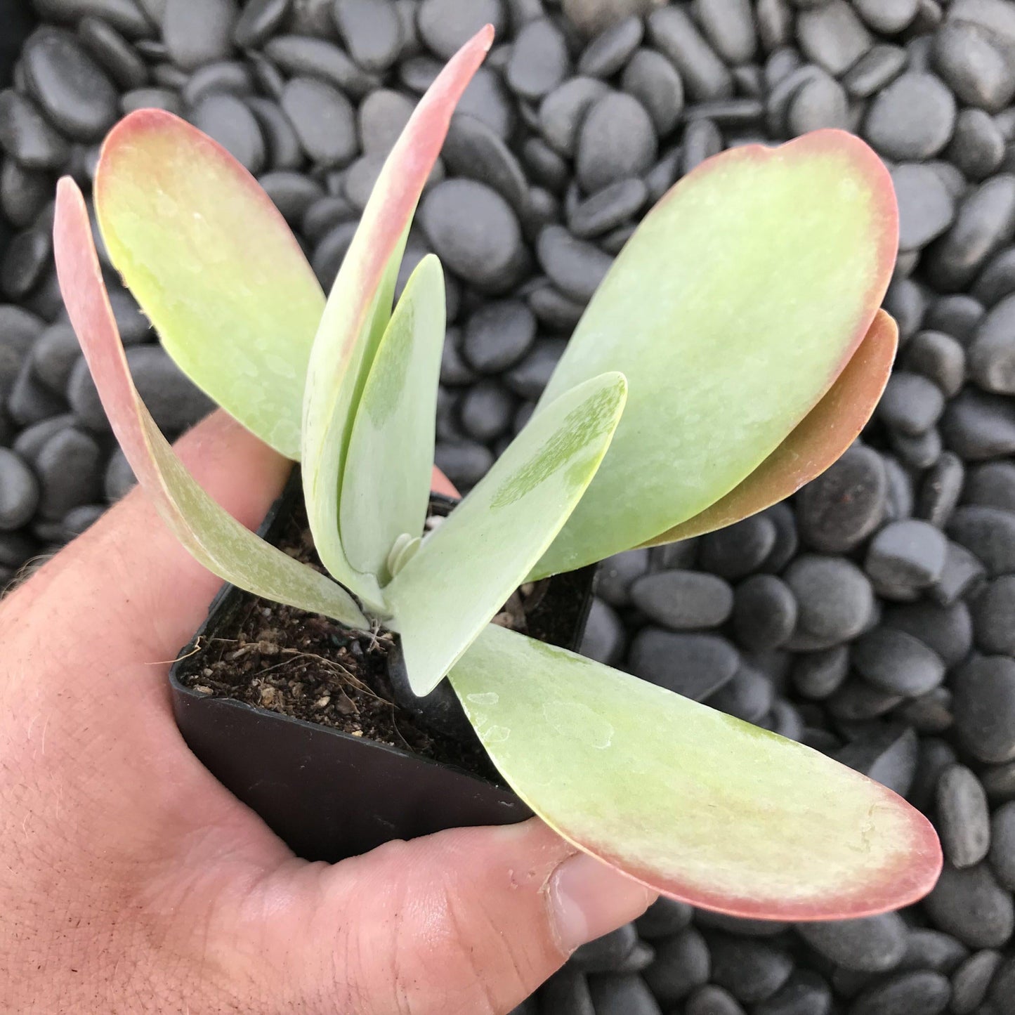 Kalanchoe Thyrsiflora Flap Jack - View 3 from www redcrocus com