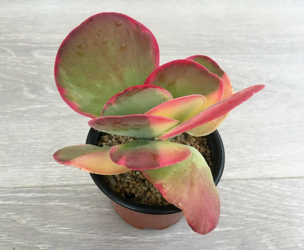 Kalanchoe Thyrsiflora Flap Jack - View 4 from www redcrocus com