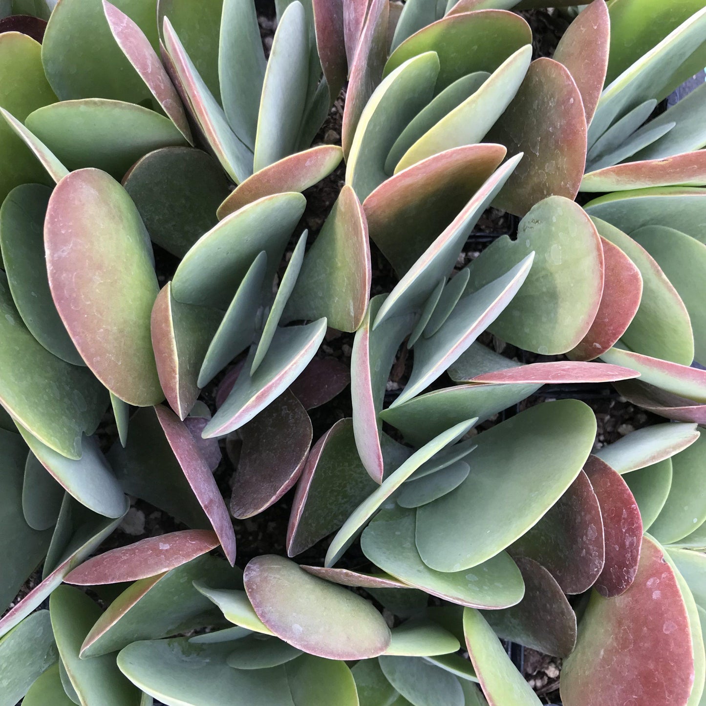 Kalanchoe Thyrsiflora Flap Jack - View 4 from www redcrocus com