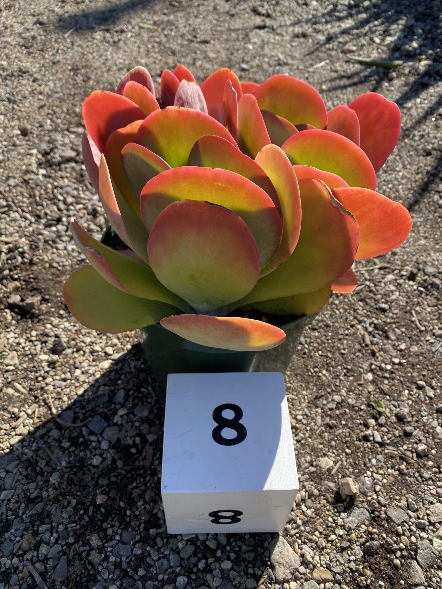 Kalanchoe Thyrsiflora Flap Jack - View 5 from www redcrocus com