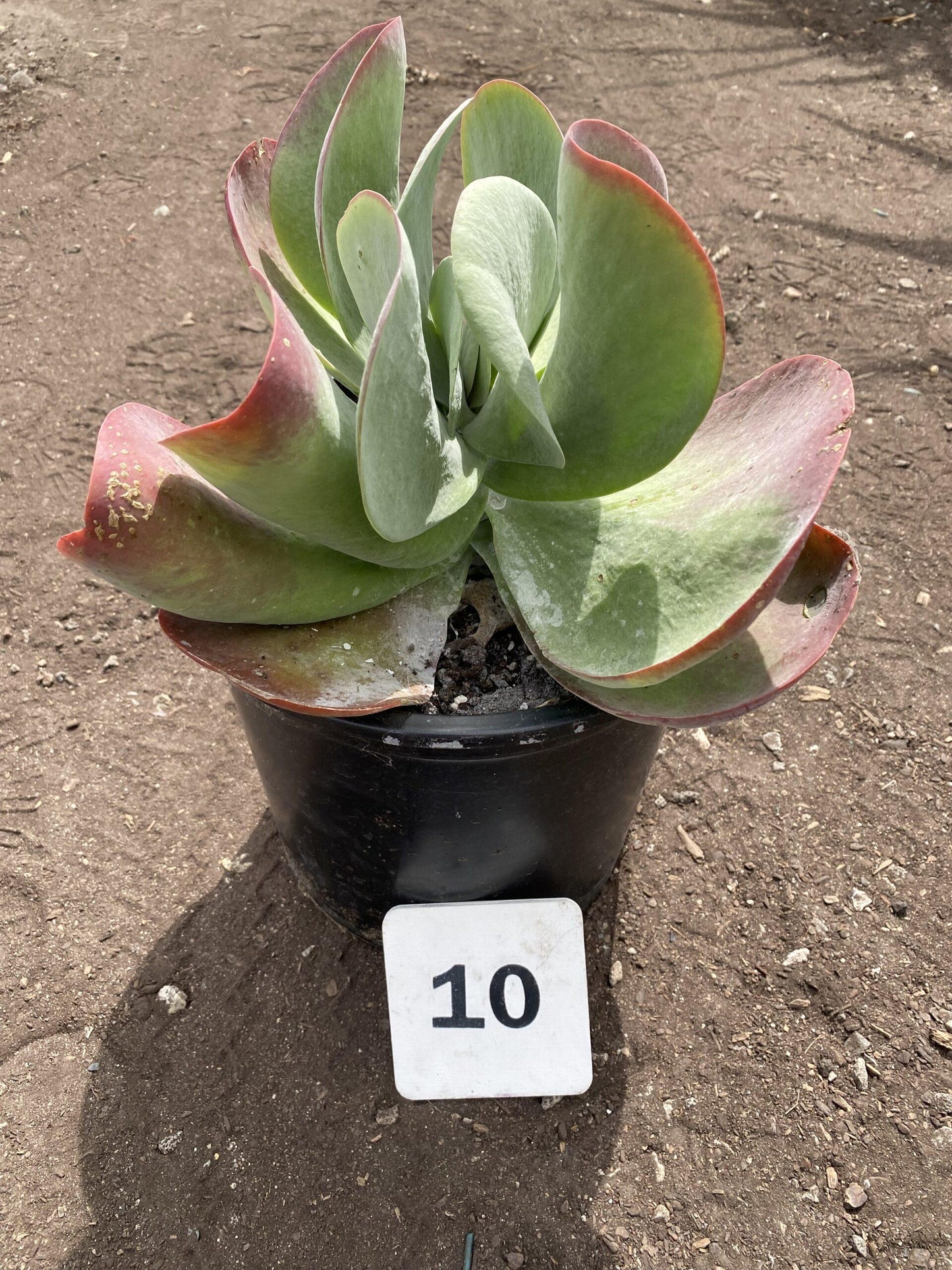 Kalanchoe Thyrsiflora Flap Jack - View 6 from www redcrocus com
