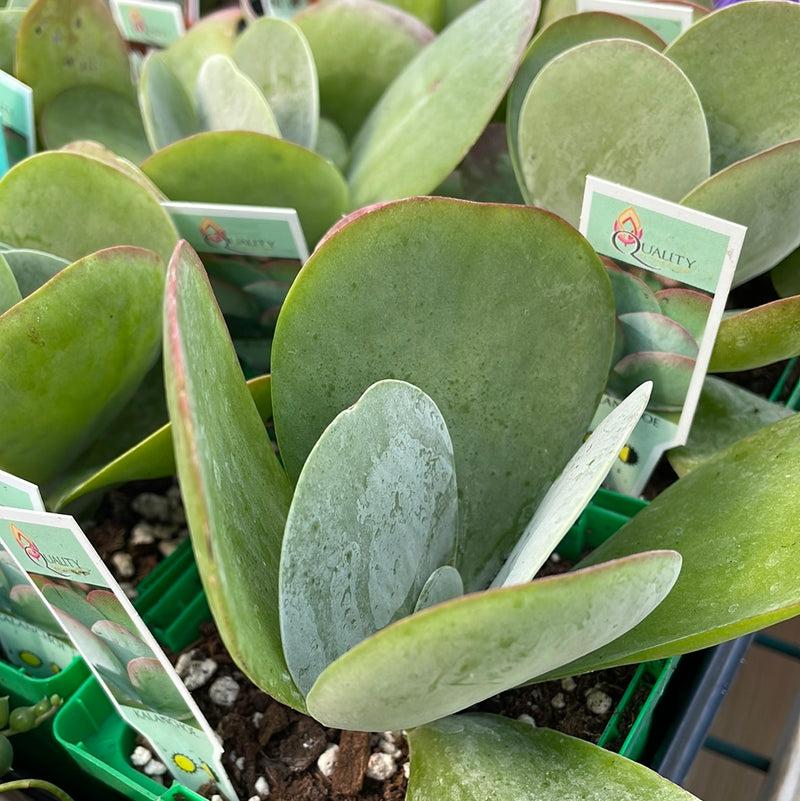 Kalanchoe Thyrsiflora Flap Jack - View 7 from www redcrocus com