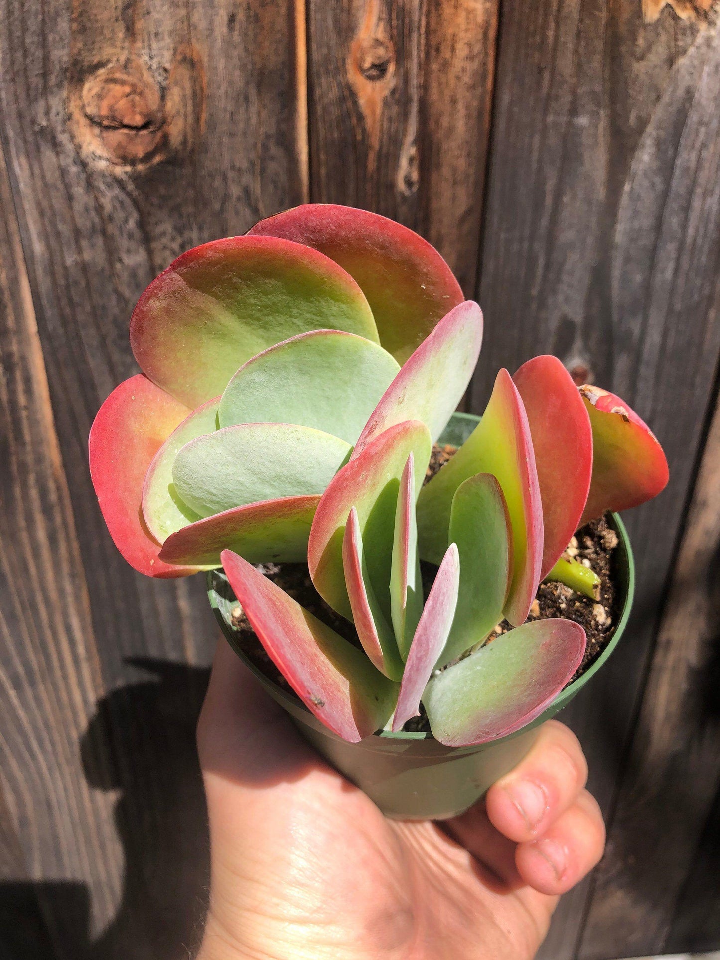 Kalanchoe Thyrsiflora Flap Jack - View 8 from www redcrocus com