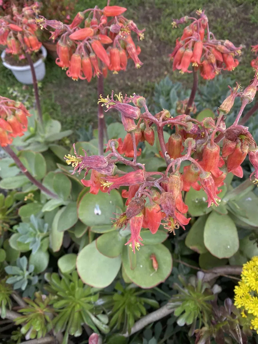 Kalanchoe Thyrsiflora Flap Jack - View 8 from www redcrocus com