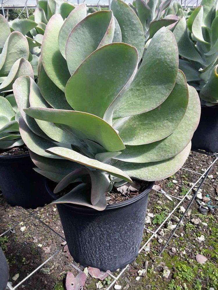 Kalanchoe Thyrsiflora Flap Jack - View 9 from www redcrocus com