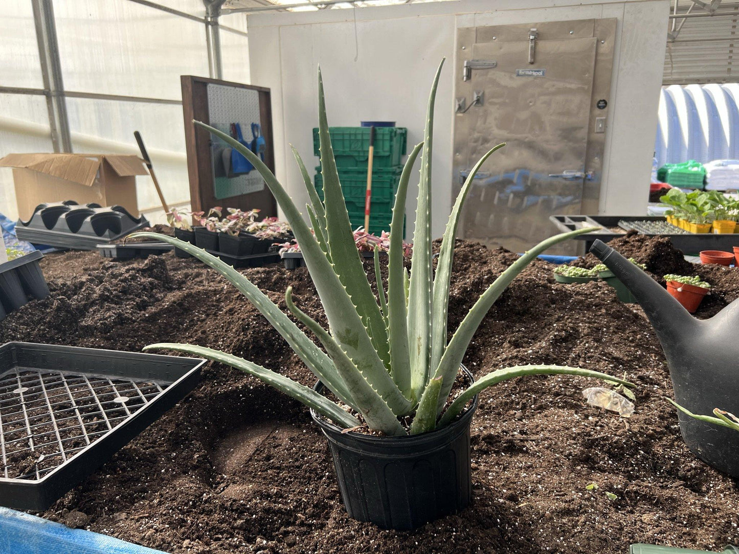 Aloe Vera Assorted - View 13 from www redcrocus com