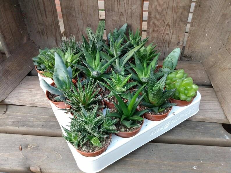 Aloe Vera Assorted - View 18 from www redcrocus com