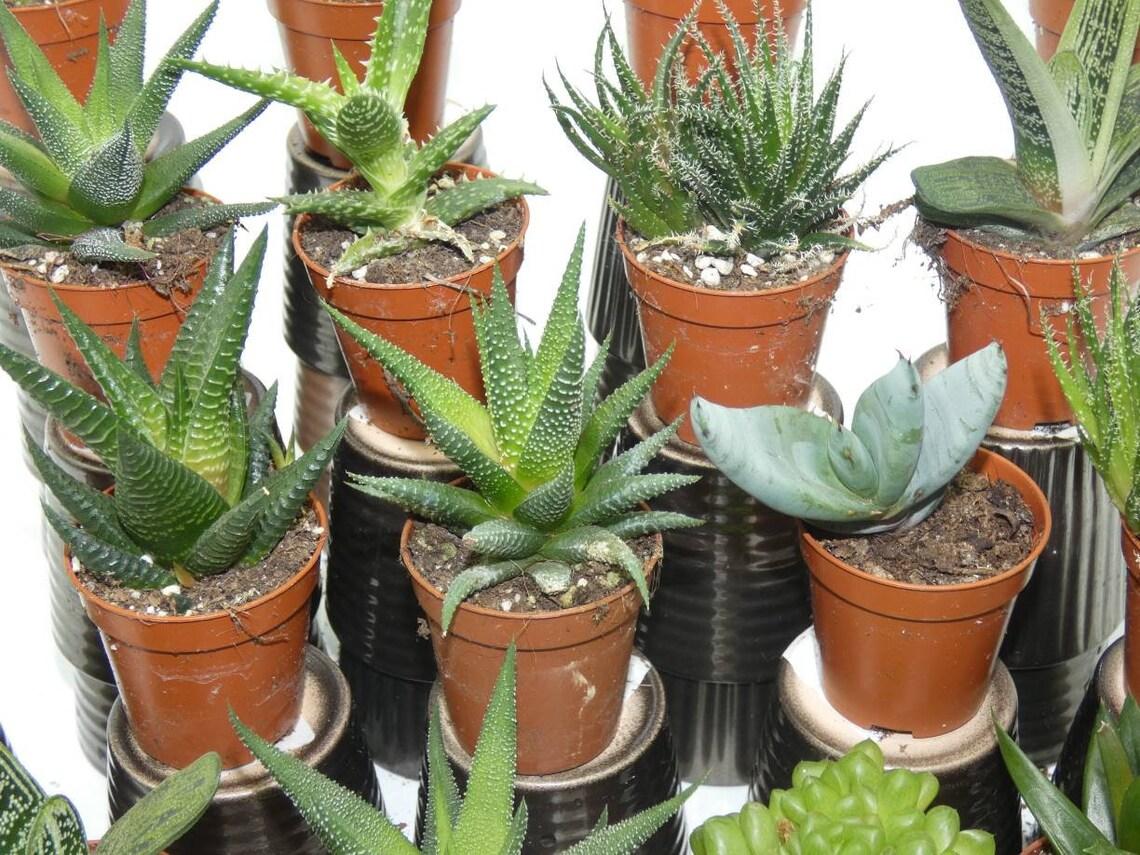 Aloe Vera Assorted - View 2 from www redcrocus com