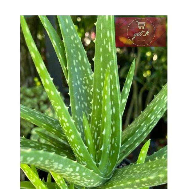 Aloe Vera Assorted - View 3 from www redcrocus com