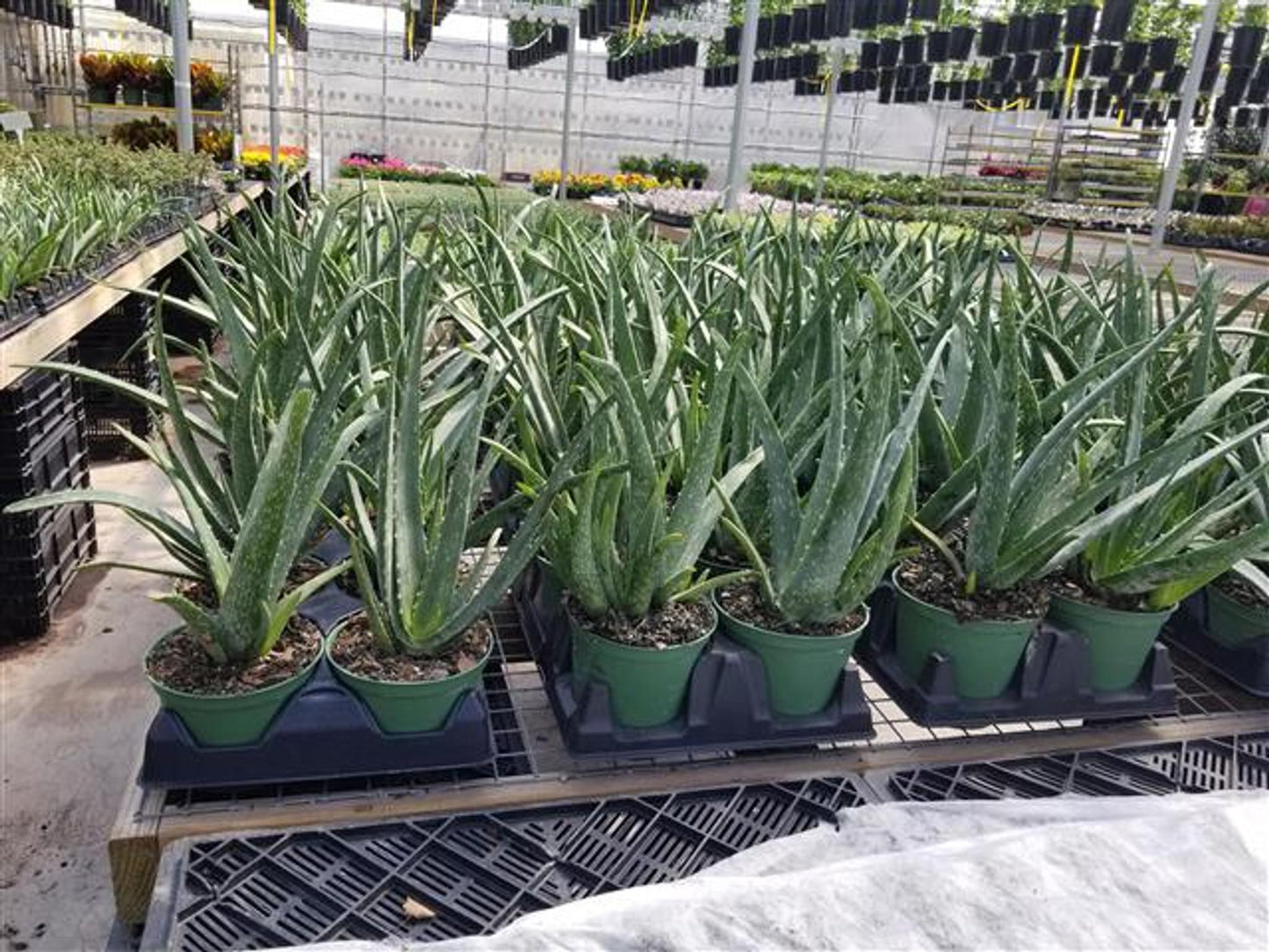 Aloe Vera Assorted - View 5 from www redcrocus com