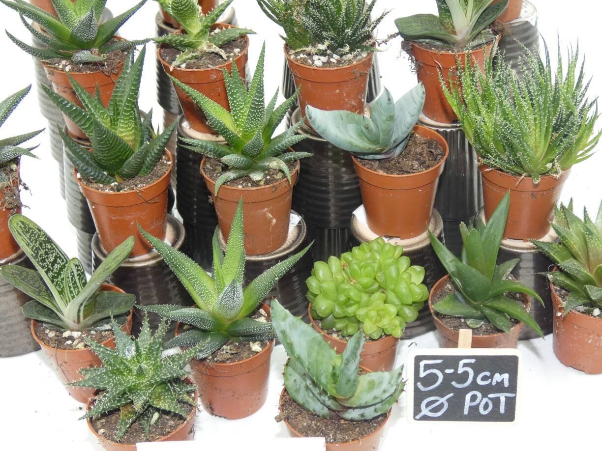 Aloe Vera Assorted - View 9 from www redcrocus com