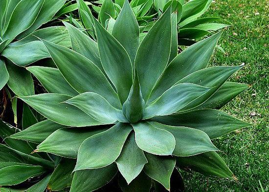 Agave, Assorted - View 10 from www redcrocus com