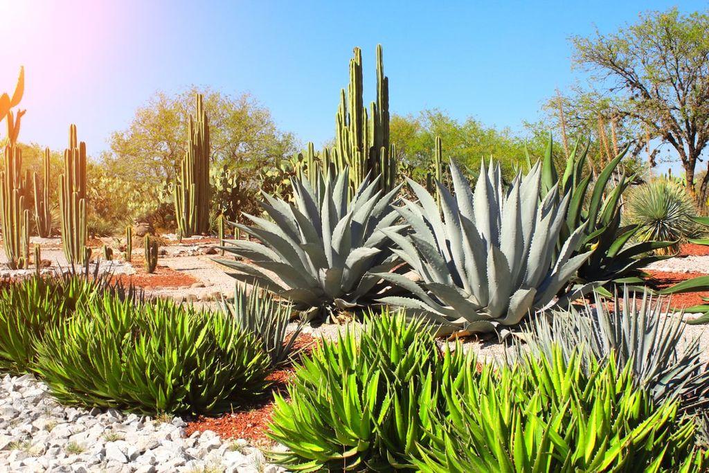 Agave, Assorted - View 15 from www redcrocus com