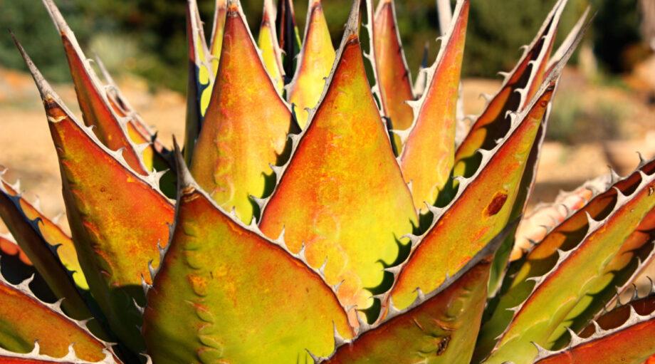 Agave, Assorted - View 17 from www redcrocus com