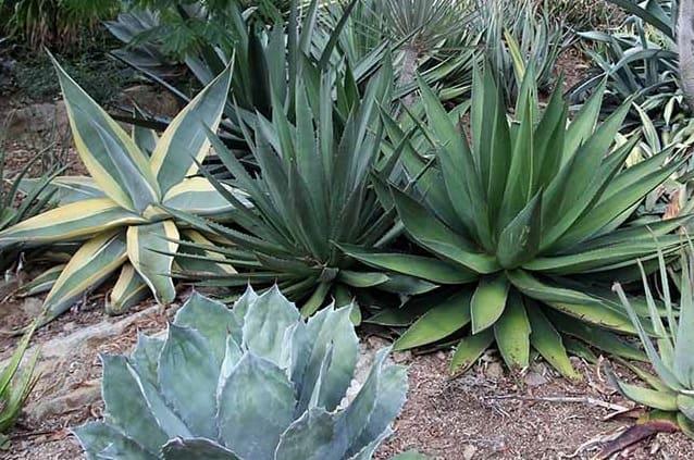 Agave, Assorted - View 1 from www redcrocus com