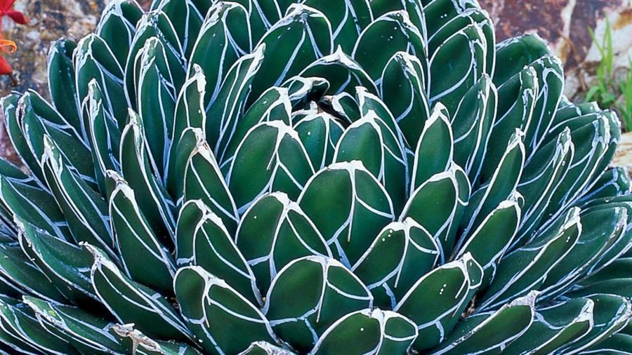 Agave Assorted - View 16 from www redcrocus com