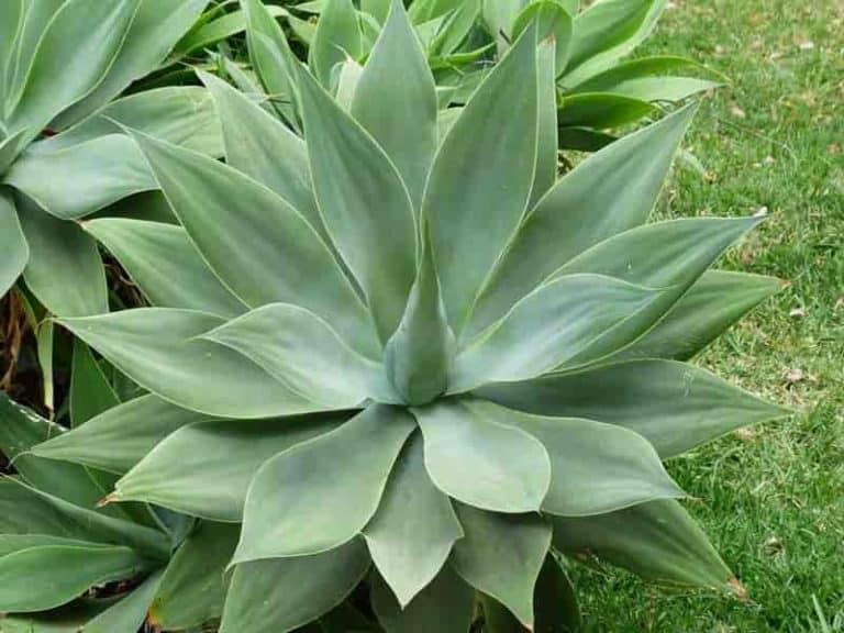 Agave Assorted - View 18 from www redcrocus com