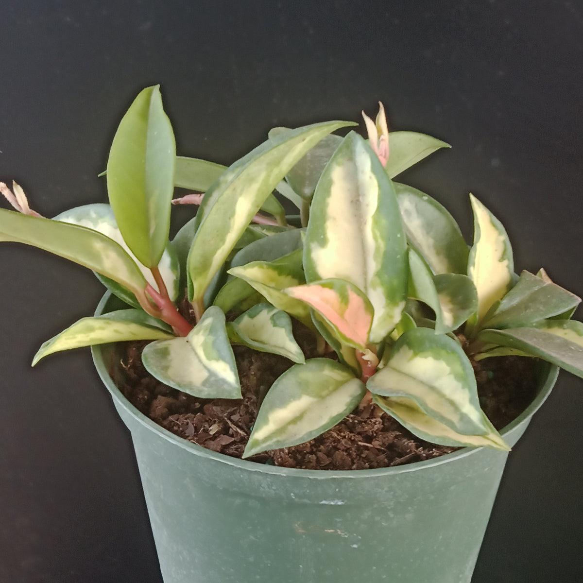 Hoya Assorted - View 20 from www redcrocus com