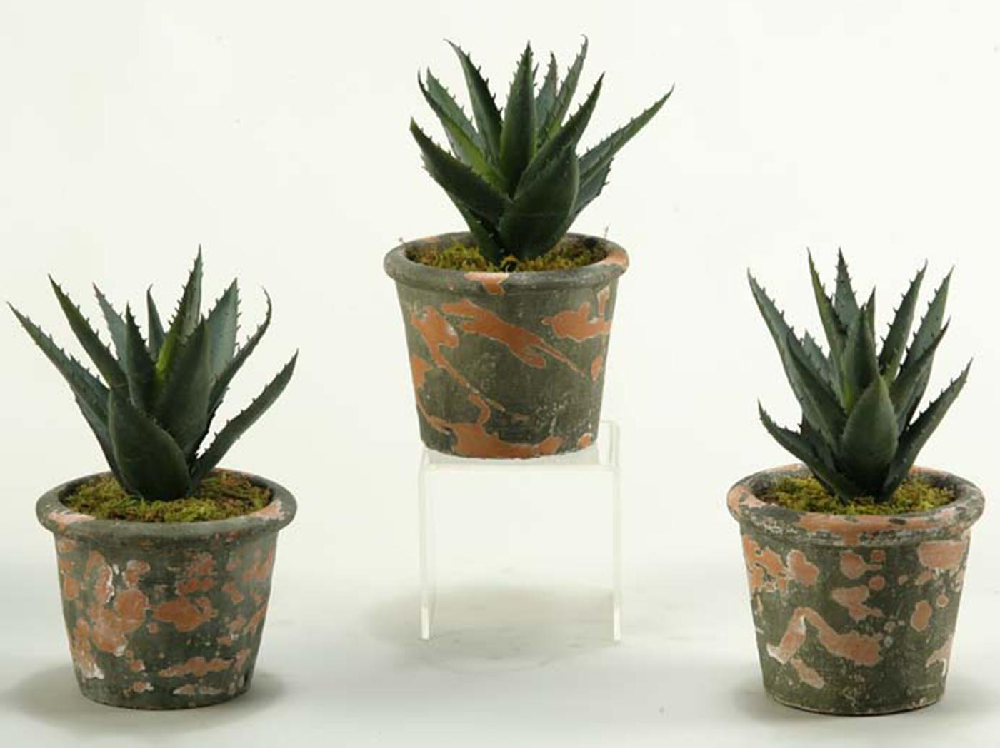 Aloe Assorted - View 10 from www redcrocus com