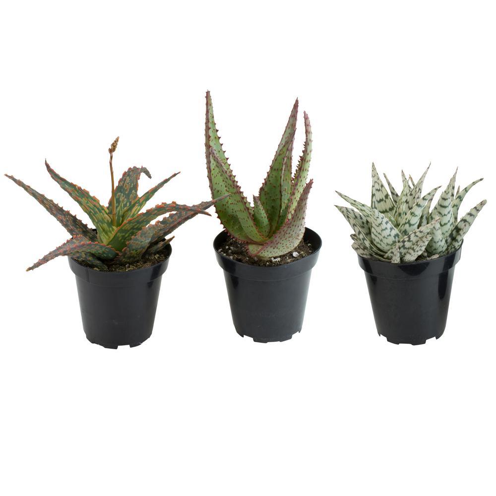 Aloe Assorted - View 11 from www redcrocus com