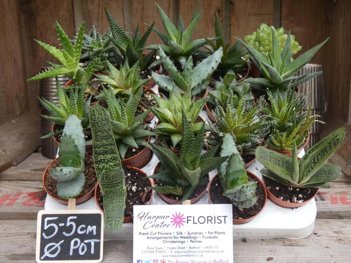 Aloe Assorted - View 12 from www redcrocus com