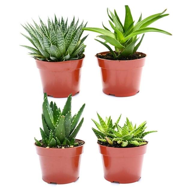 Aloe Assorted - View 13 from www redcrocus com