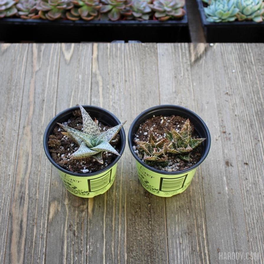 Aloe Assorted - View 15 from www redcrocus com