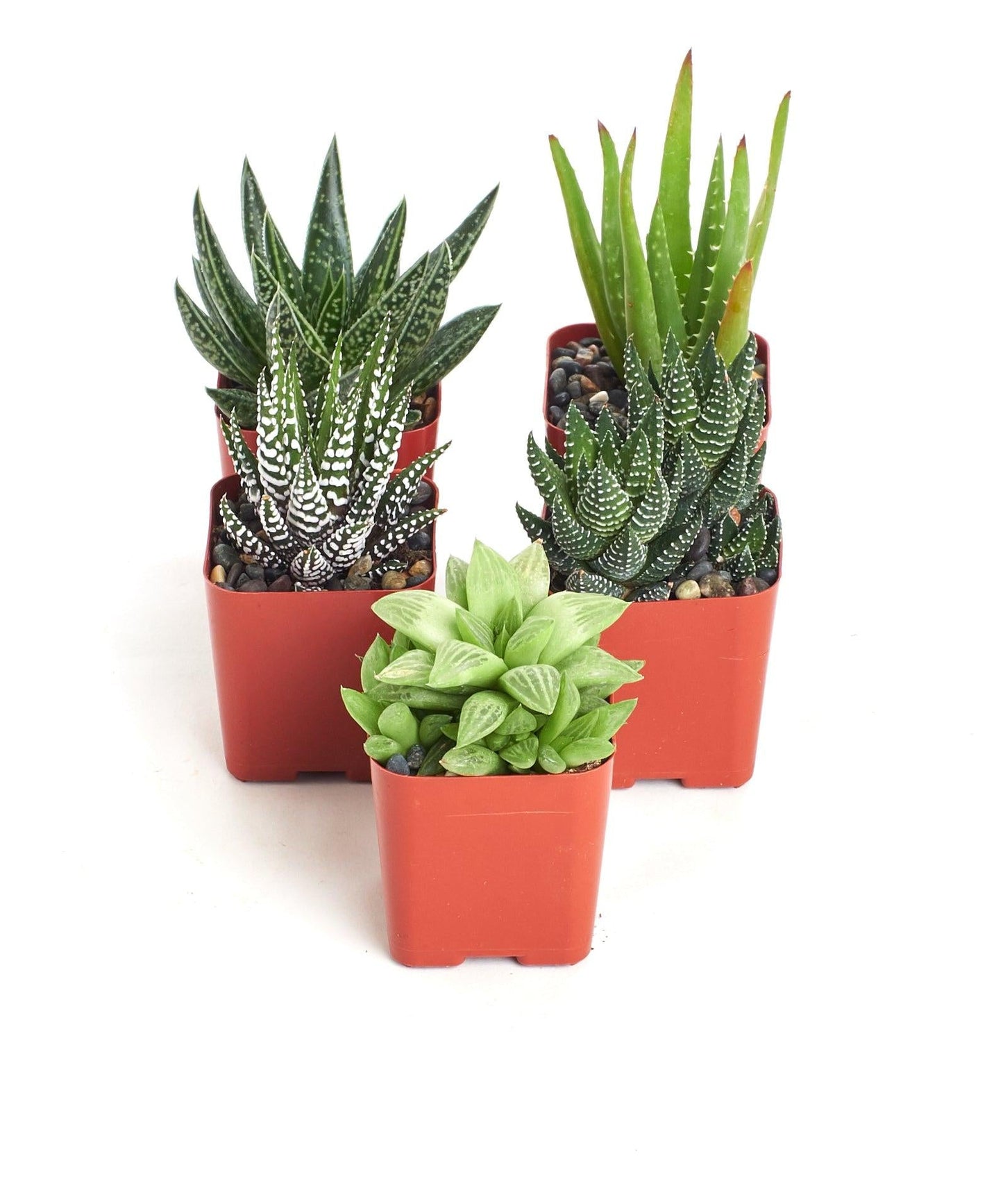 Aloe Assorted - View 17 from www redcrocus com