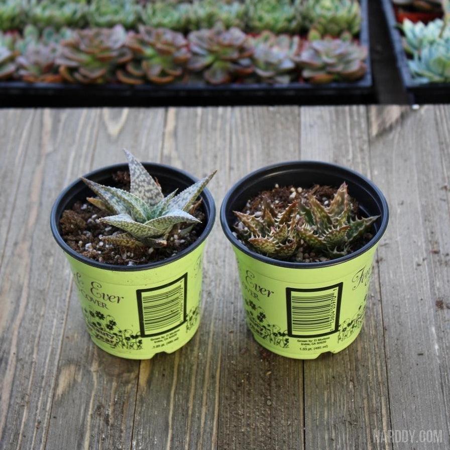 Aloe Assorted - View 18 from www redcrocus com