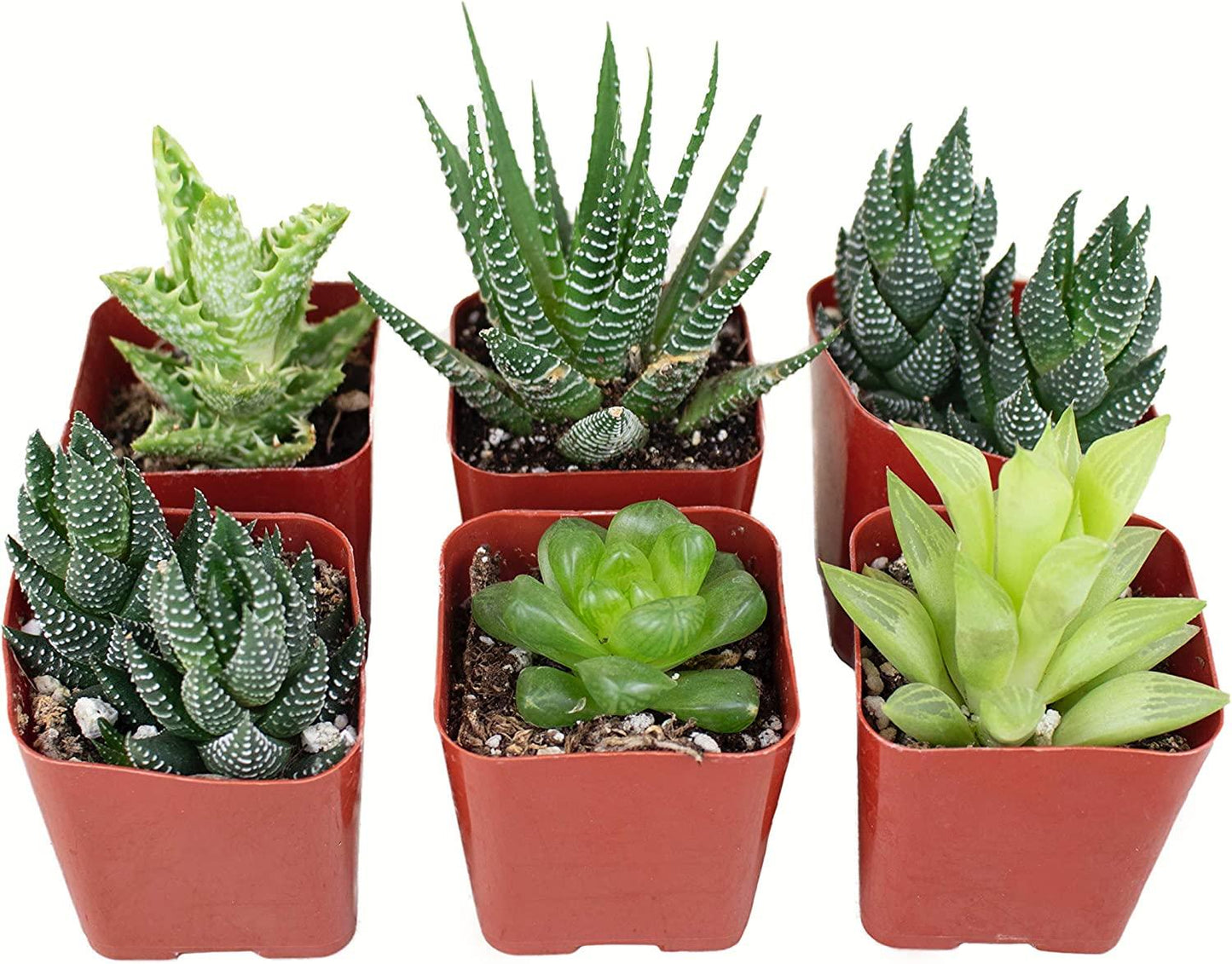 Aloe Assorted - View 2 from www redcrocus com