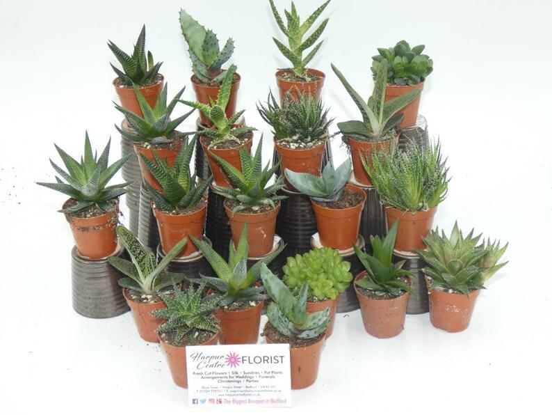 Aloe Assorted - View 3 from www redcrocus com
