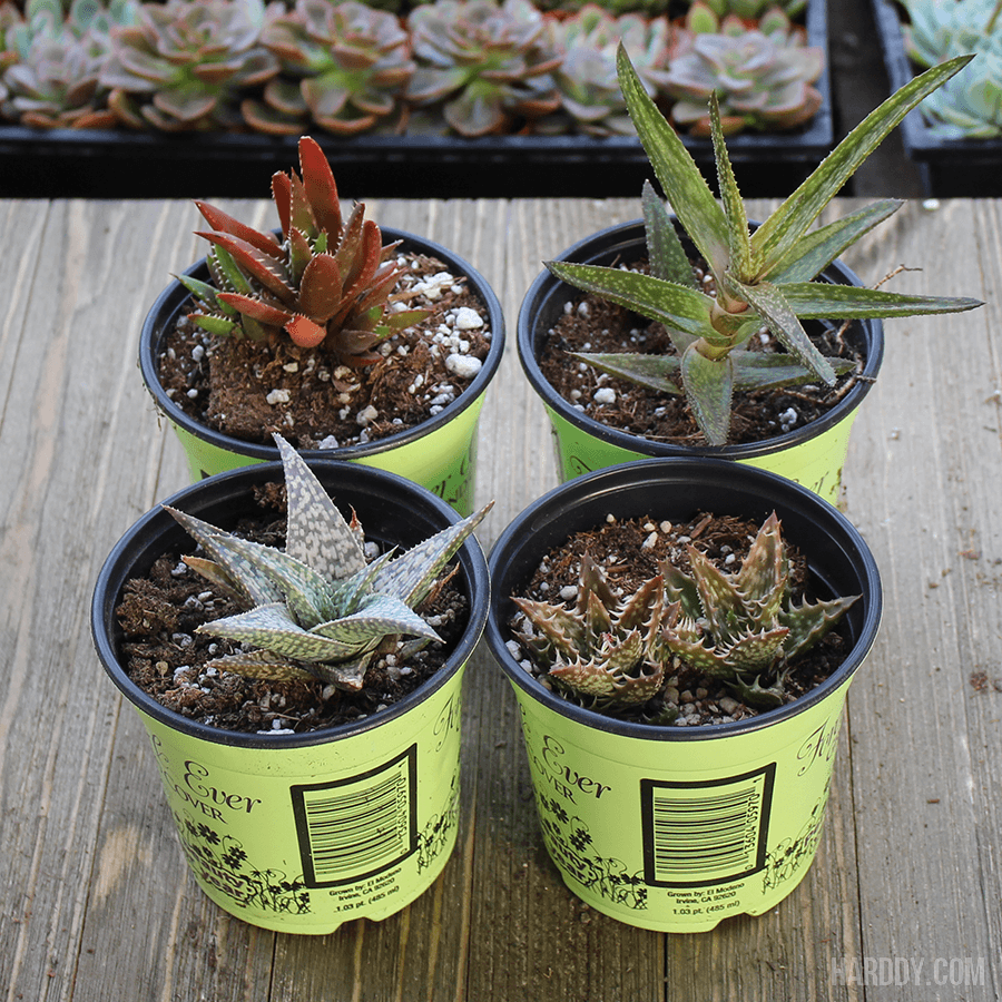 Aloe Assorted - View 3 from www redcrocus com