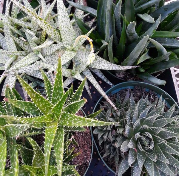 Aloe Assorted - View 4 from www redcrocus com