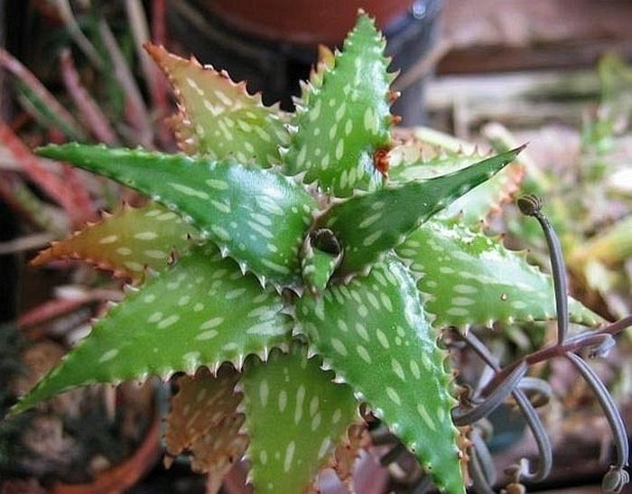 Aloe Assorted - View 5 from www redcrocus com