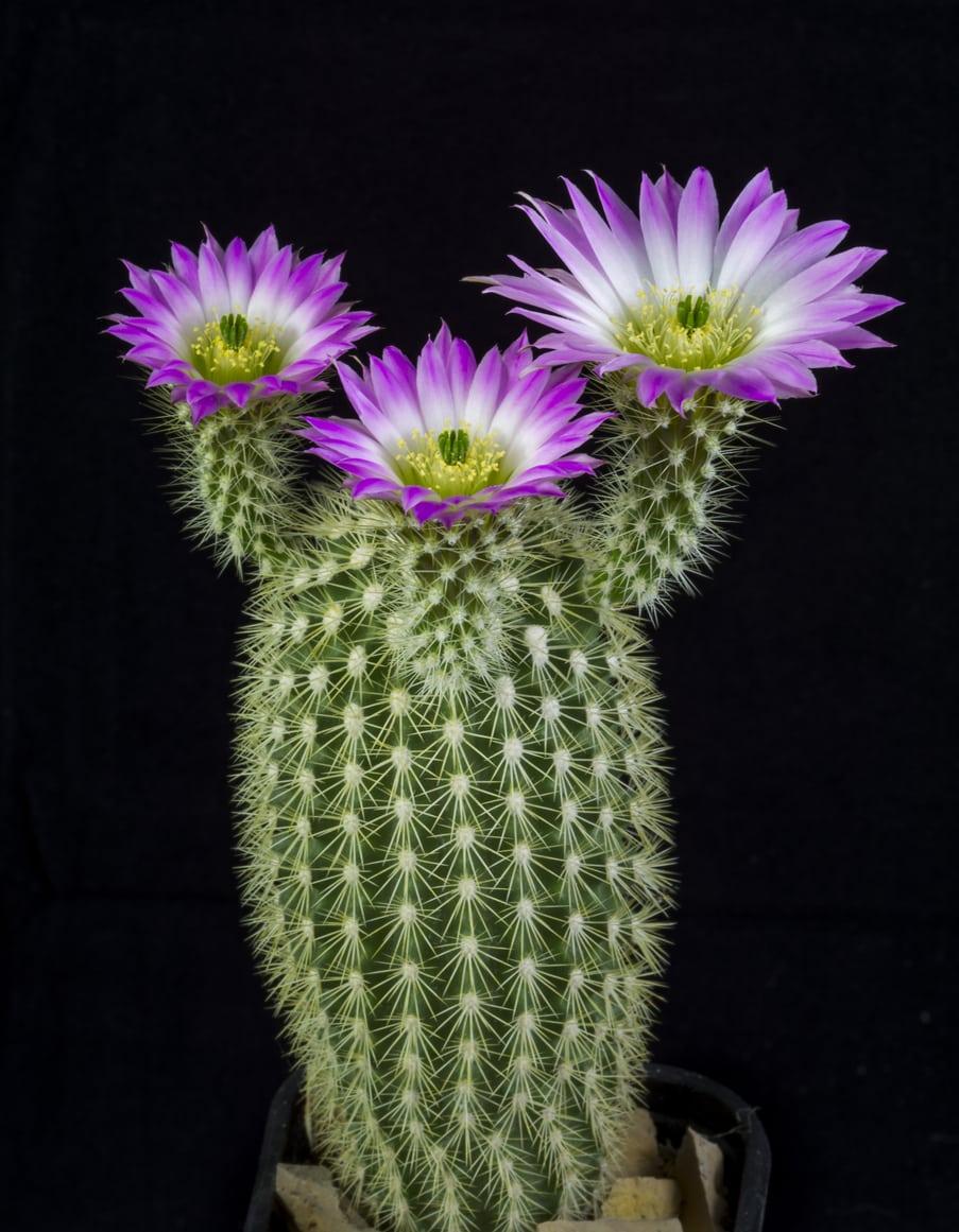 Cacti Echinocactus Assorted - View 11 from www redcrocus com