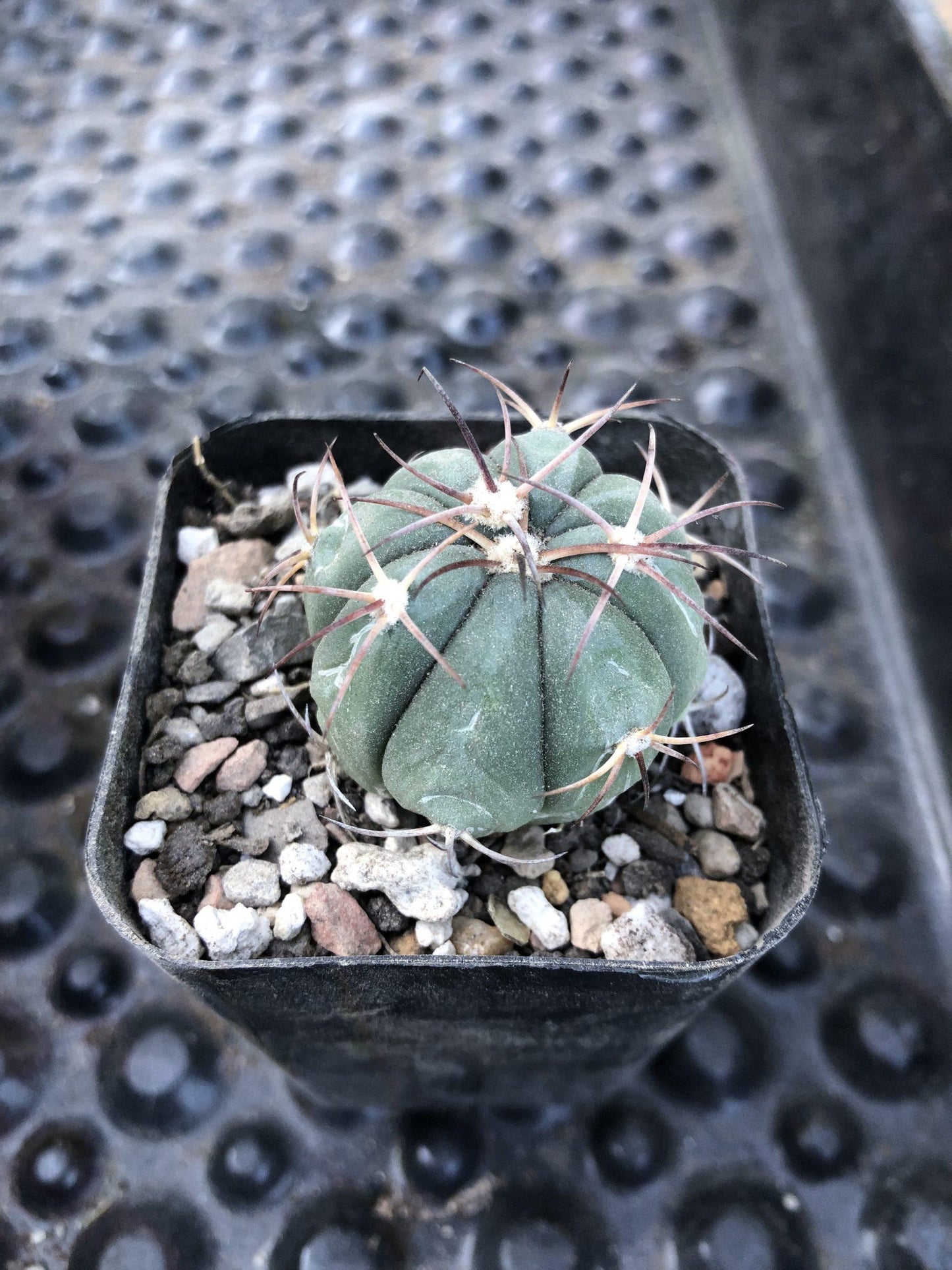 Cacti Echinocactus Assorted - View 14 from www redcrocus com