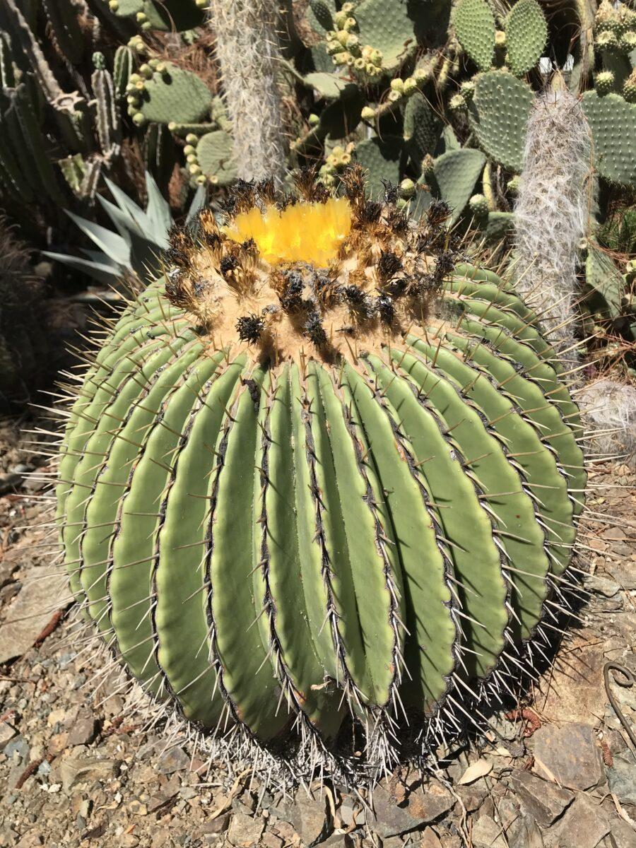 Cacti Echinocactus Assorted - View 15 from www redcrocus com