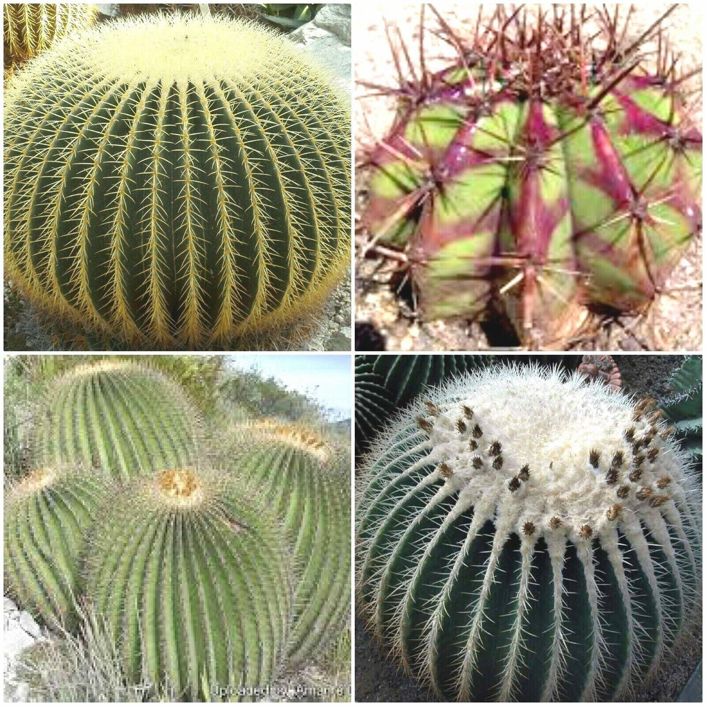 Cacti Echinocactus Assorted - View 3 from www redcrocus com