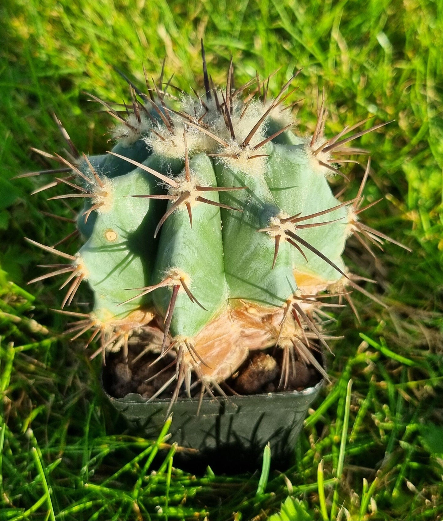 Cacti Echinocactus Assorted - View 6 from www redcrocus com