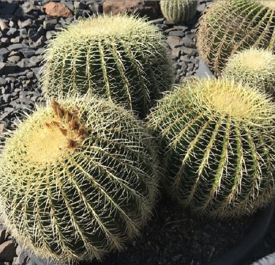 Cacti Echinocactus Assorted - View 7 from www redcrocus com