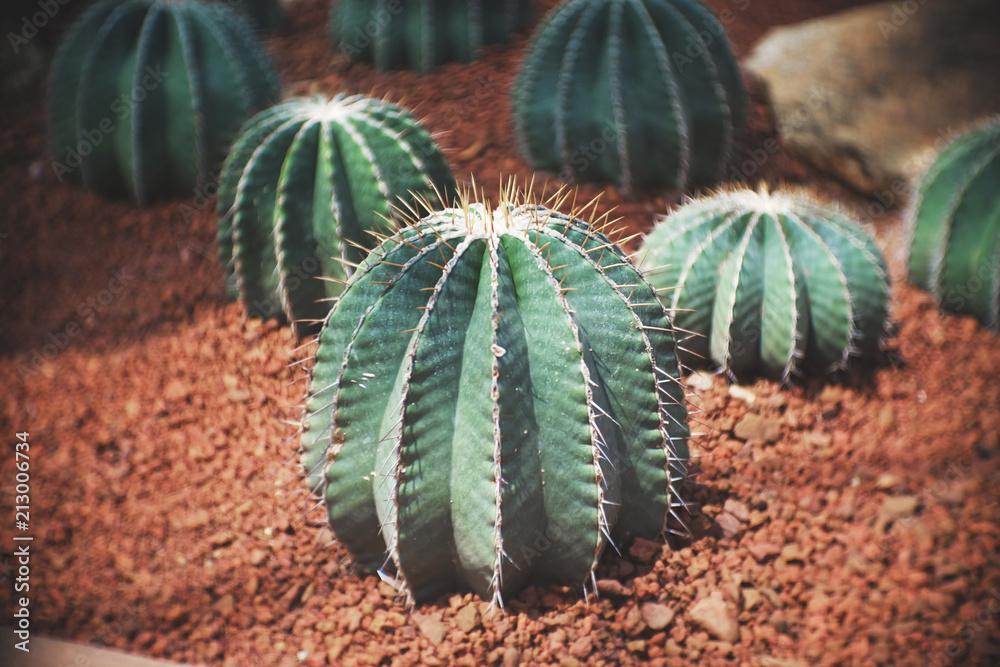Cacti Echinocactus Assorted - View 8 from www redcrocus com