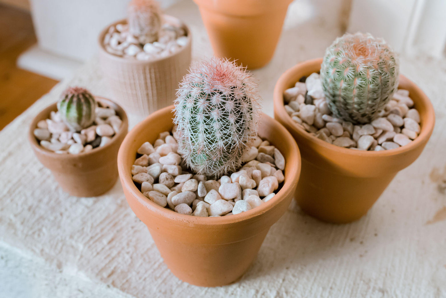 Cacti Echinocactus Assorted - View 9 from www redcrocus com
