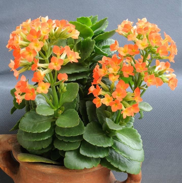 Kalanchoe Assorted - View 10 from www redcrocus com
