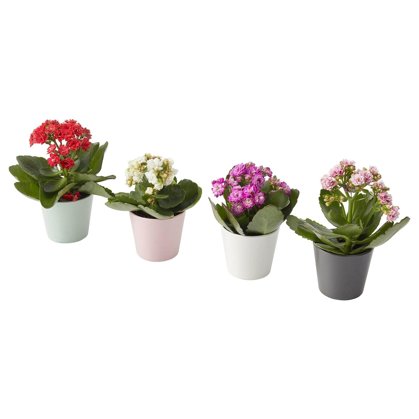 Kalanchoe Assorted - View 13 from www redcrocus com