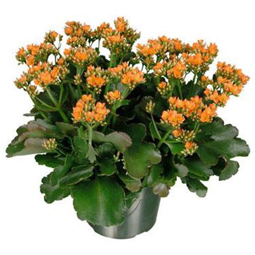 Kalanchoe Assorted - View 14 from www redcrocus com